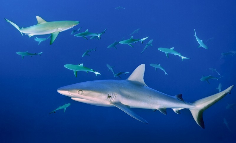 Правда о нападениях акул