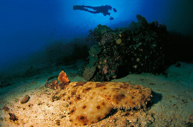 Ковровые акулы или воббегонги – подводные аборигены Раджа-Ампата