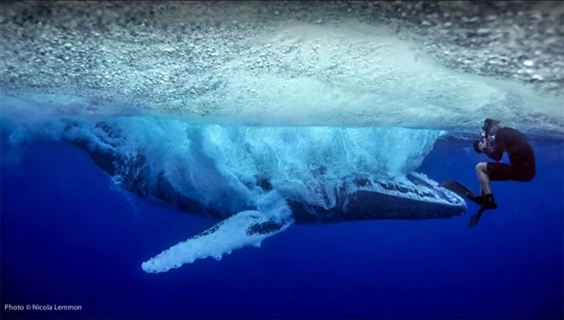 Горбатый кит идет на взлет 