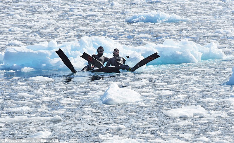 Фридайвинг в Антарктиде набирает популярность 