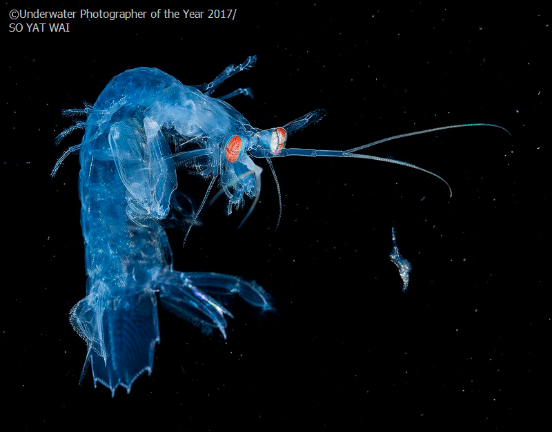 Лучший подводный фотограф года 2017 – результаты конкурса