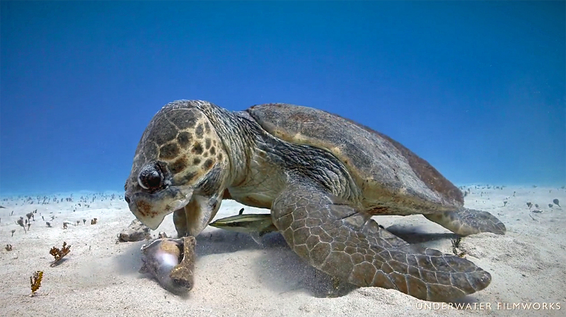 Кем обедает морская черепаха