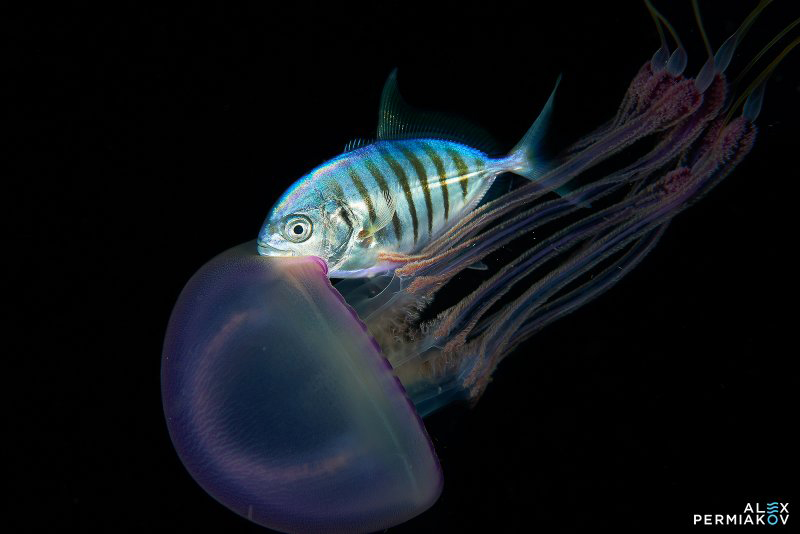 Фестиваль подводной фотографии «Дикий подводный мир»