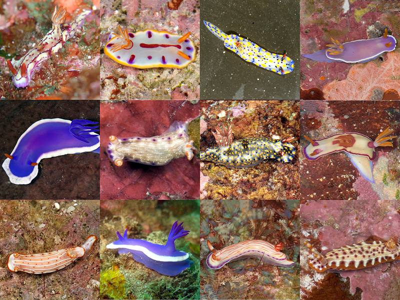 Цветная эволюция голожаберных моллюсков