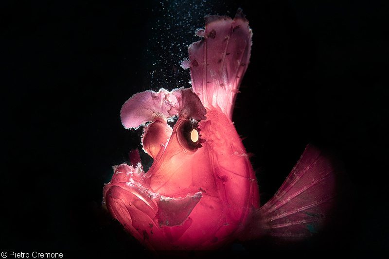 Подводная жизнь в розовом цвете