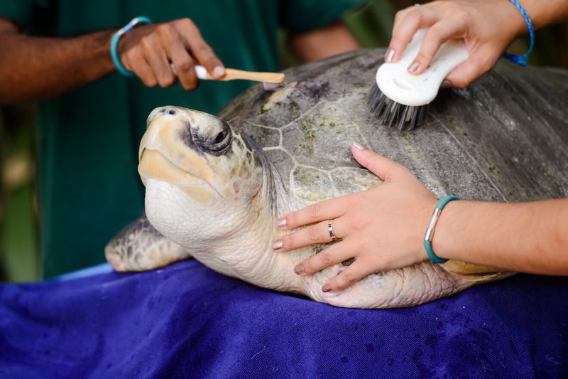 Спасенная на Мальдивах черепаха переехала в Англию