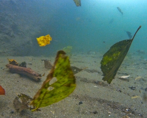 Подводный листопад