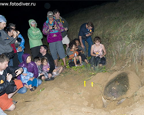 Морская черепаха откладывает яйца в песок