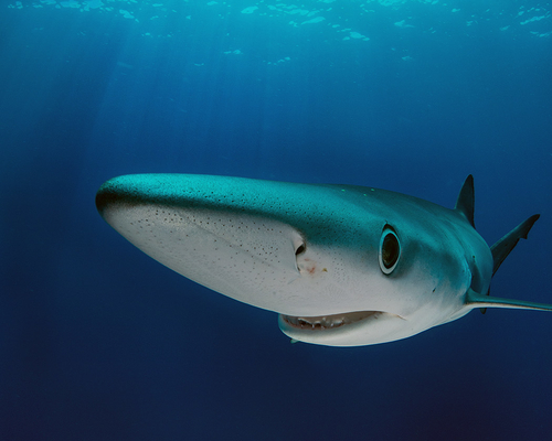Портрет голубой акулы