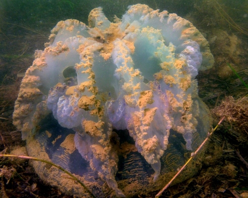 Гибель медузы