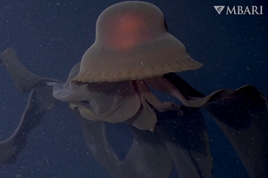 Редкое видео гигантской глубоководной медузы