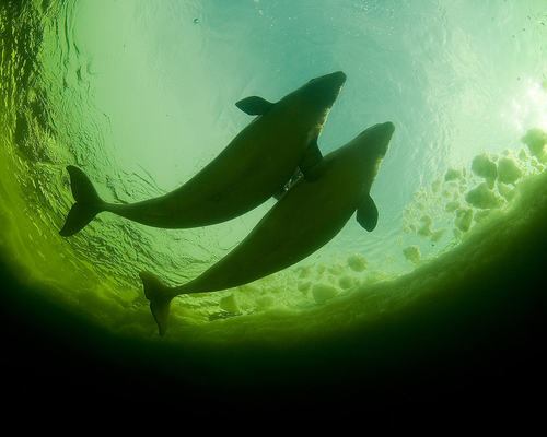 Дельфины Белого моря