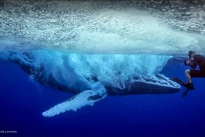 Взлет и падение горбатого кита