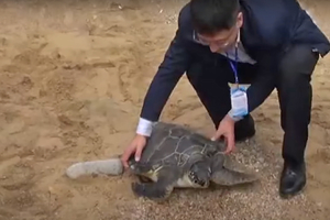 Власти Китая спасают морских черепах