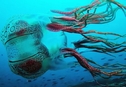 Дайвер заснял одну из самых редких медуз в мире