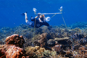 Гидроакустическая установка может вернуть к жизни умирающий риф