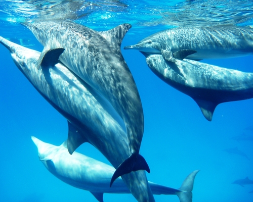 Дельфиньи ласки