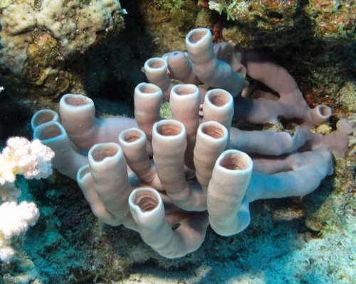 трубчатые кораллы
