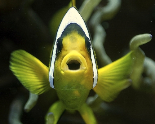 Рыба певчая