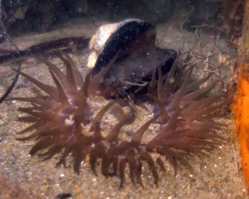 Черноморская актиния