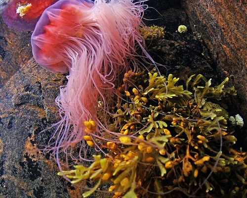 Медуза Белого моря