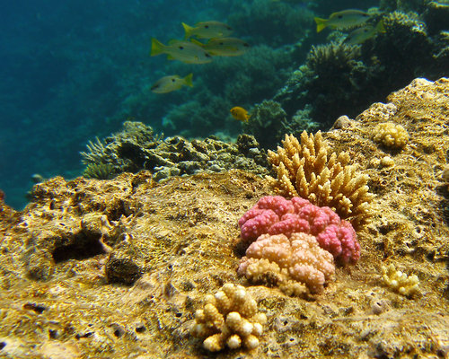коралловый сад