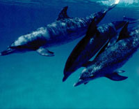 Группа пятнистых про-дельфинов