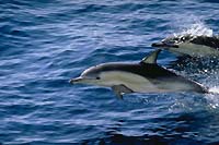 Дельфины белобочки