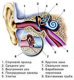 Схема уха