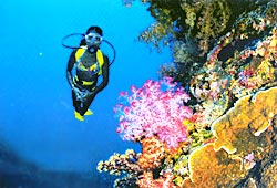 Каждый дюйм коралловых стен в Палау наполнен жизнью