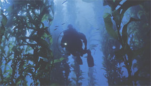 Дайвинг в подводных джунглях или погружение в зарослях ламинарии