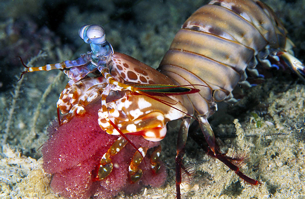 Дайвинг. Ужас морских глубин – рак-богомол.