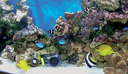Подводная фотография. Фотоновости уходящего 2008 года.