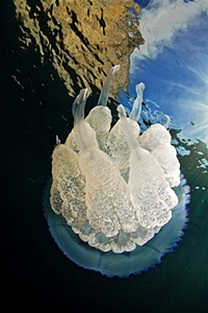 Журнал «InVertum» объявляет конкурс «Холодная вода» 2011-2012