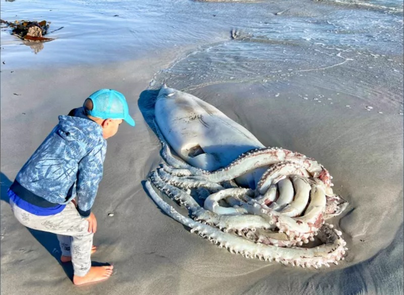 Гигантский кальмар найден на пляже в ЮАР