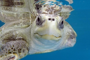 Спасенная на Мальдивах черепаха переехала в Англию