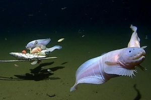 Найдена самая глубоководная на планете рыба