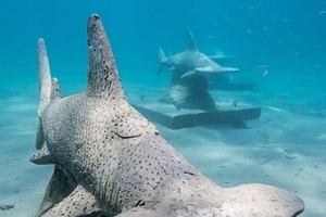 Акулы-молоты у берегов Флориды