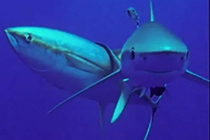 Зачем тунцам нужны акулы