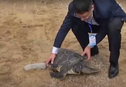 Власти Китая спасают морских черепах