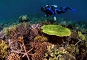 Восстановленные коралловые рифы растут не хуже здоровых