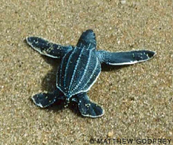 Дайвинг - Удивительные обитатели морей: черепаха-путешественница