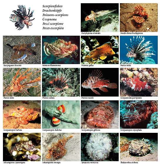 Новая интерактивная энциклопедия «Подводный мир – Красное море»